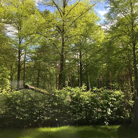 Waldtraum
